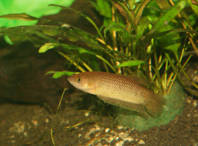 Betta bellica