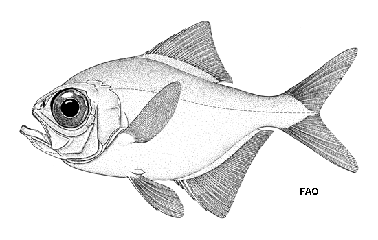 Beryx decadactylus