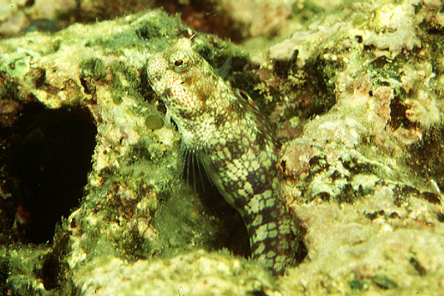 Blenniella gibbifrons