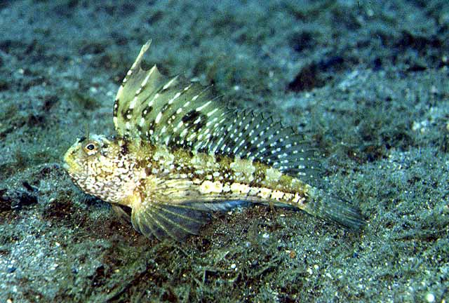 Blennius ocellaris