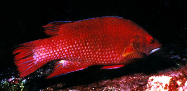 Bodianus insularis