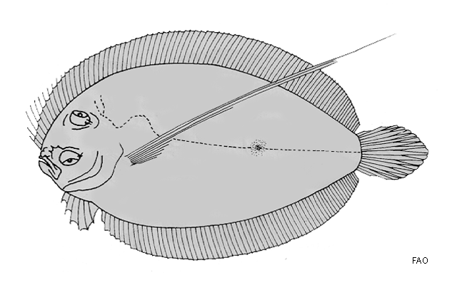 Bothus pantherinus