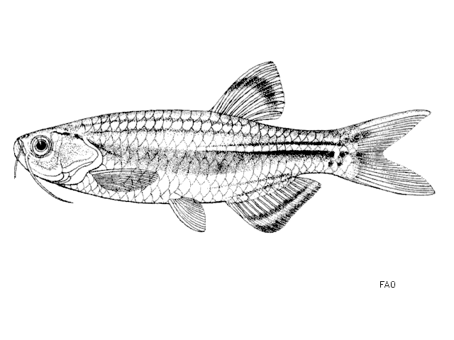 Danio albolineatus