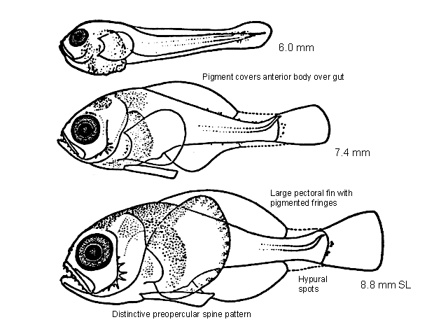 Brama japonica