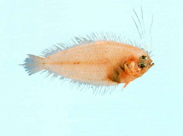 Brachypleura novaezeelandiae