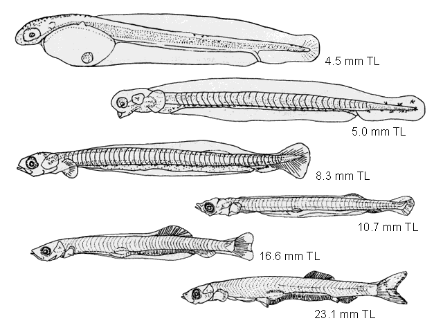 Brevoortia tyrannus