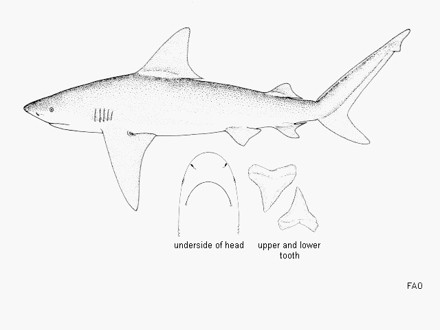 Carcharhinus amboinensis