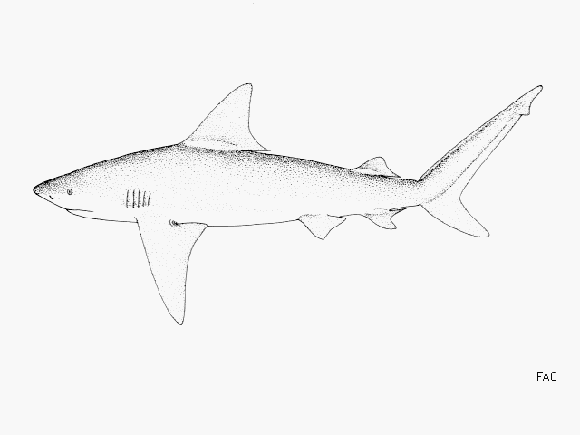 Carcharhinus amboinensis