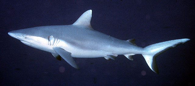 Carcharhinus amblyrhynchos