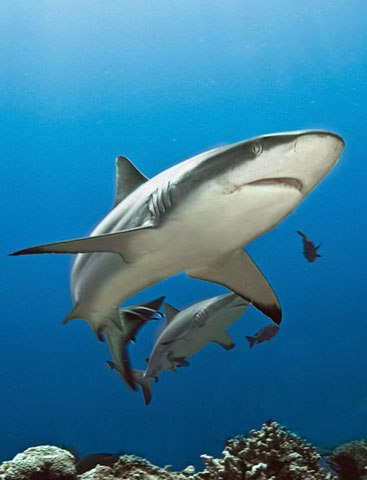 Carcharhinus amblyrhynchos