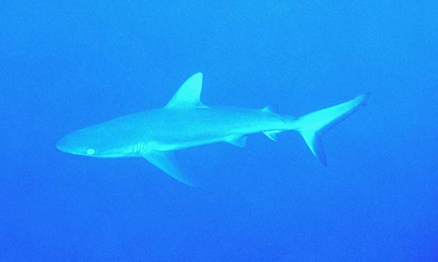 Carcharhinus amblyrhynchos