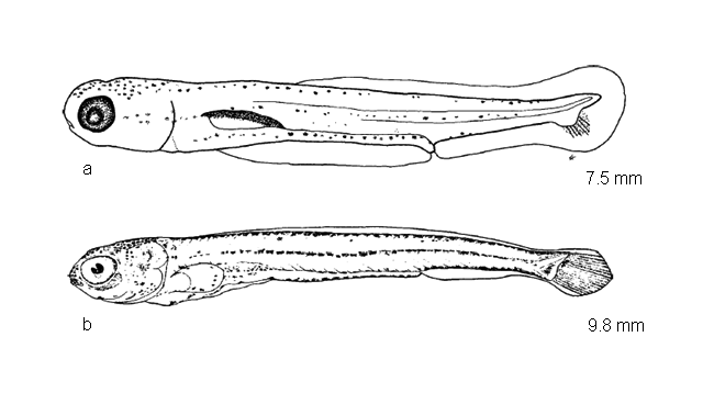 Campostoma anomalum