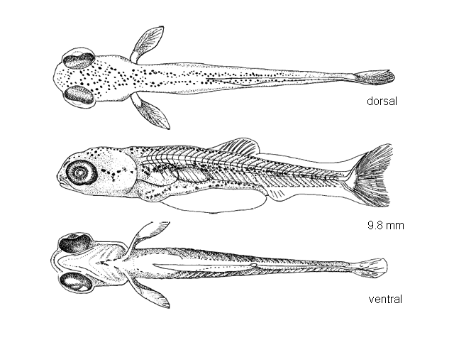 Campostoma anomalum