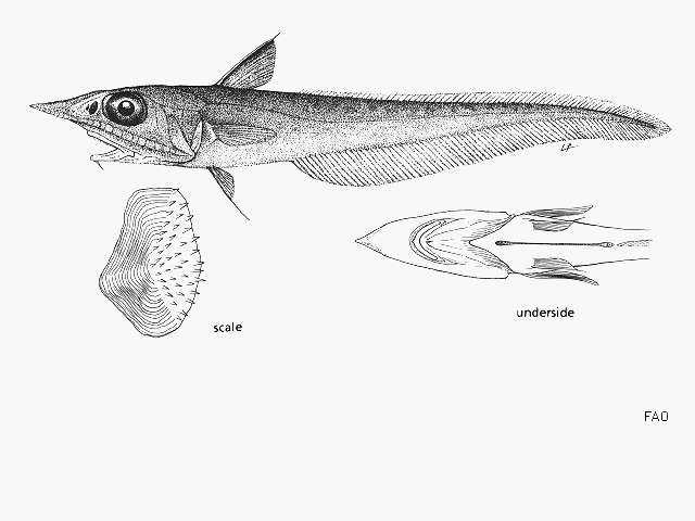 Coelorinchus argentatus