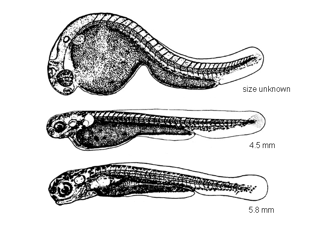 Carassius auratus