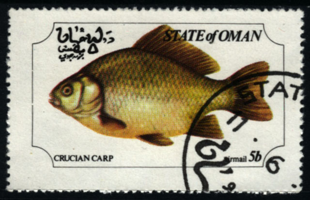 Carassius auratus