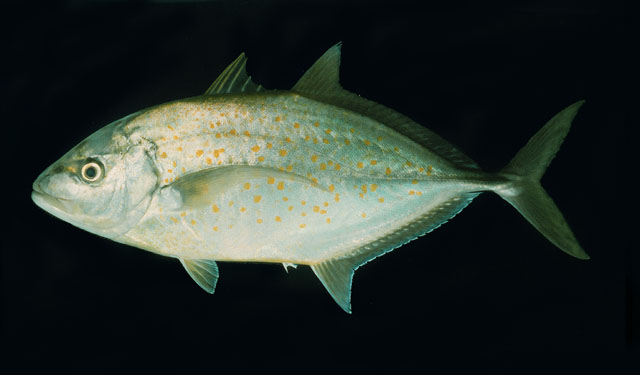 Carangoides bajad