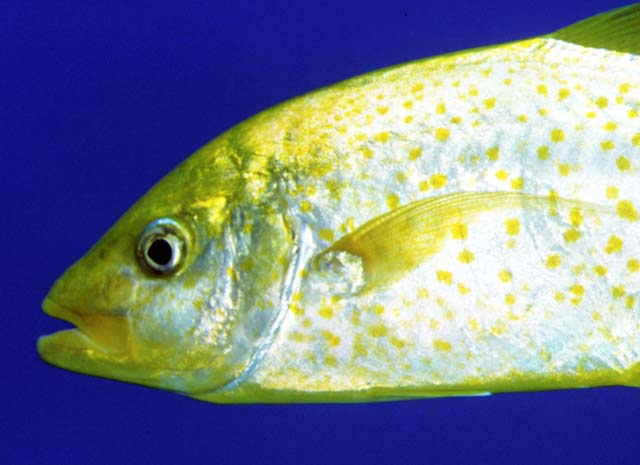 Carangoides bajad