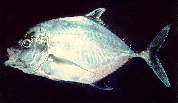 Carangoides coeruleopinnatus