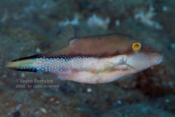 Canthigaster capistrata