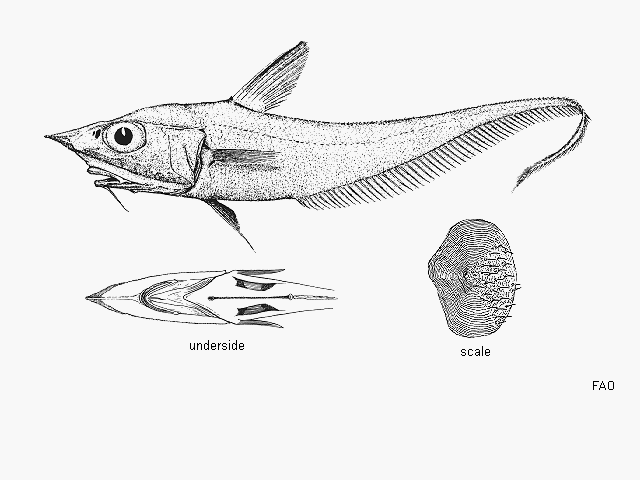 Coelorinchus denticulatus