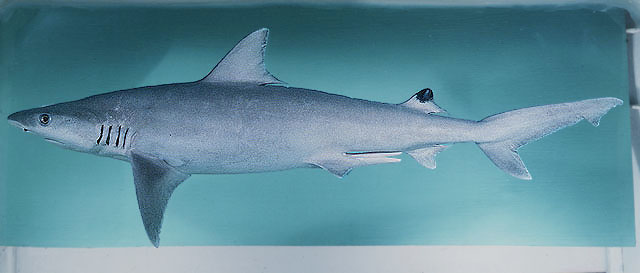 Carcharhinus dussumieri