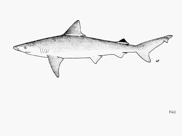 Carcharhinus dussumieri