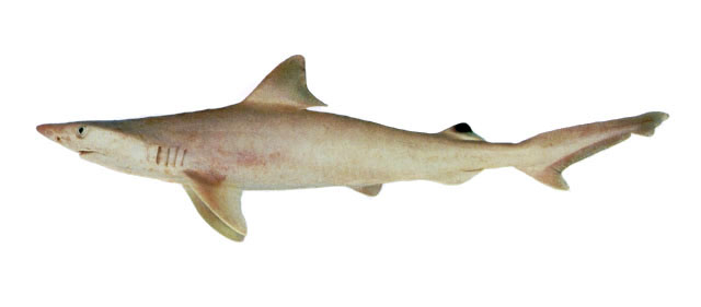 Carcharhinus dussumieri