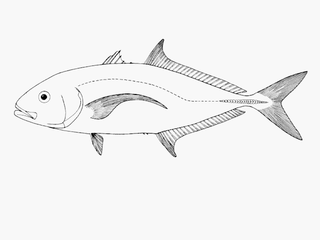 Carangoides fulvoguttatus