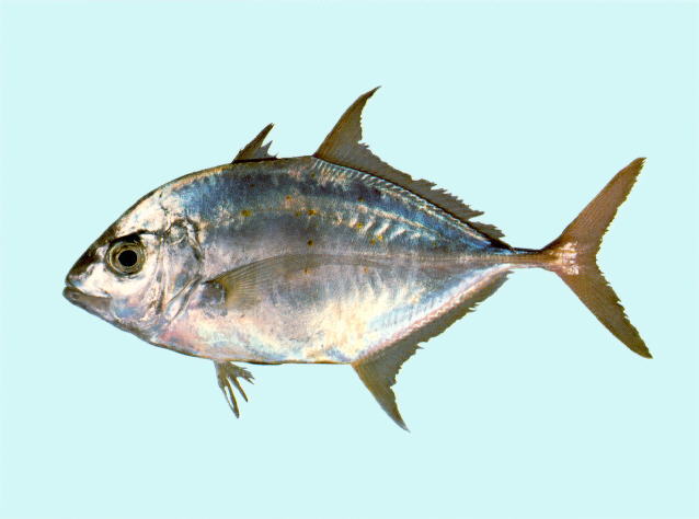 Carangoides fulvoguttatus