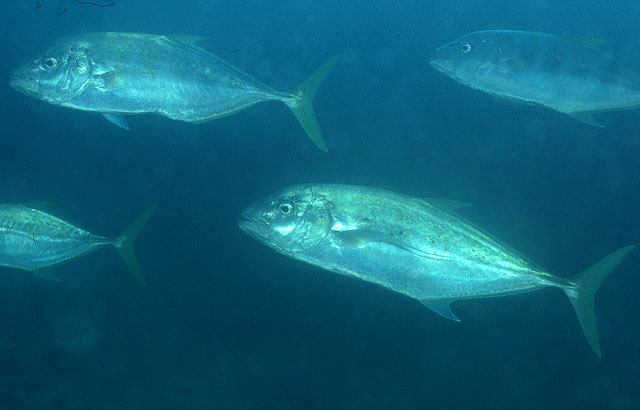 Carangoides fulvoguttatus