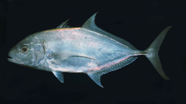 Carangoides fulvoguttatus