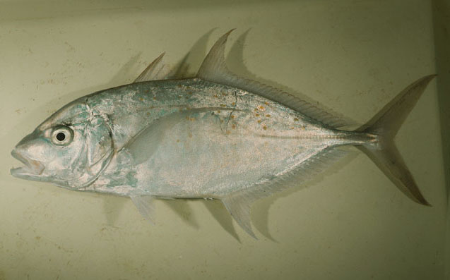 Carangoides fulvoguttatus