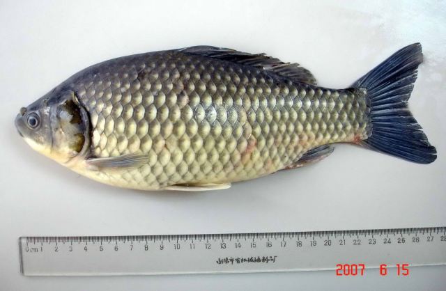 Carassius gibelio