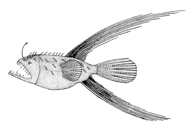 Caulophryne jordani