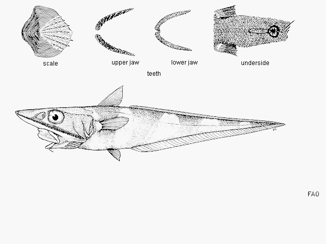 Coelorinchus longicephalus