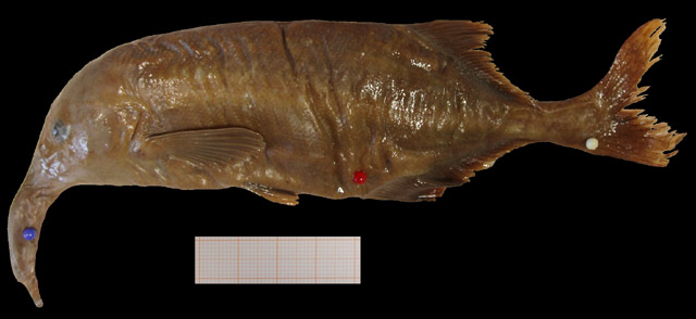 Campylomormyrus luapulaensis