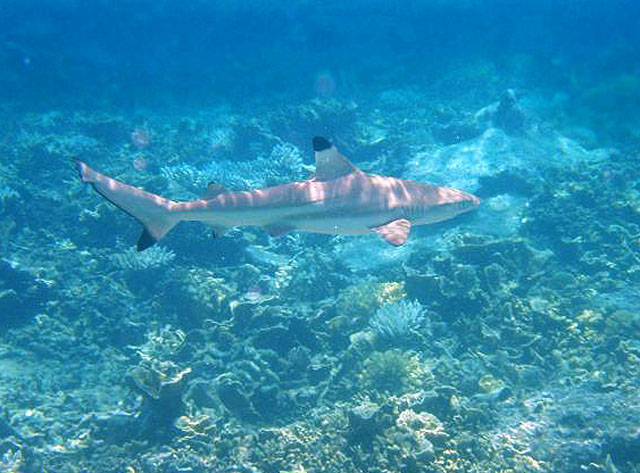 Carcharhinus melanopterus