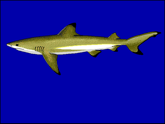 Carcharhinus melanopterus