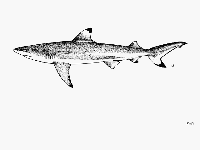 Carcharhinus melanopterus