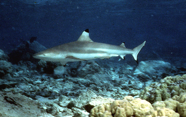 Carcharhinus melanopterus