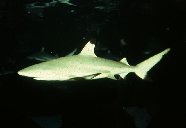 Carcharhinus melanopterus