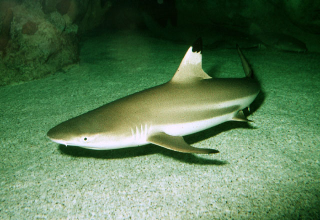 Carcharhinus melanopterus