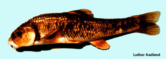 Campostoma oligolepis