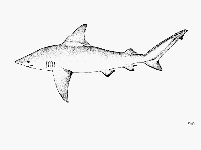 Carcharhinus plumbeus