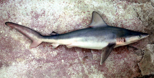 Carcharhinus plumbeus