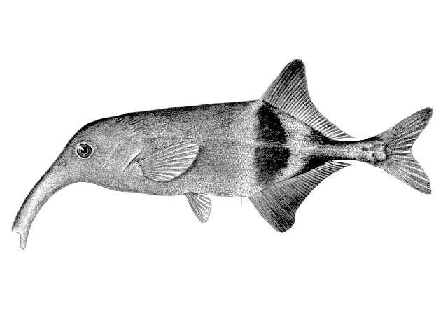 Campylomormyrus rhynchophorus