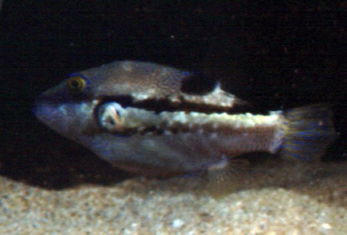 Canthigaster rivulata