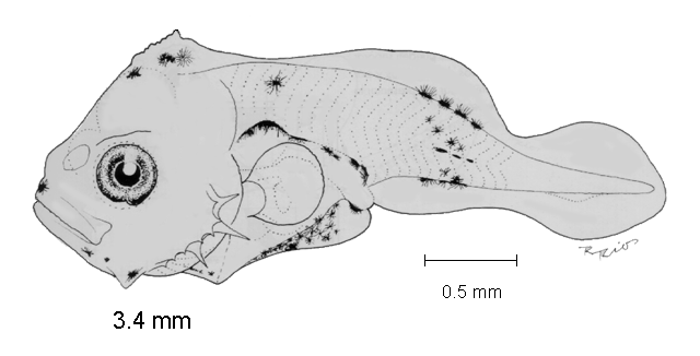 Caranx sexfasciatus