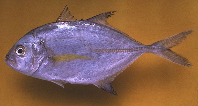 Caranx sexfasciatus